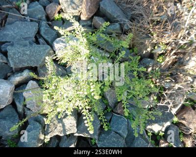 Schmalblättriges Pfefferkraut (Lepidium ruderale) Stockfoto