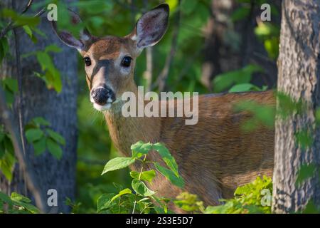 Weißschwanzkitz an einem Augustabend im Norden von Wisconsin. Stockfoto