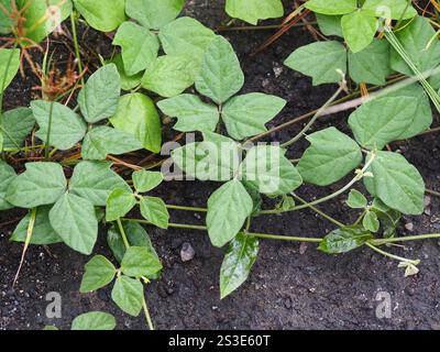 Violette Buschbohne (Macroptilium atropurpureum) Stockfoto
