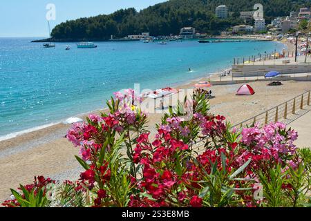 Rosafarbene und rote Oleander blühen mit Blick auf den Strand von Sfageio in der Bucht von Himare an der Küste Südalbaniens, Teil der albanischen Riviera. Frühsommer, Juni. Stockfoto