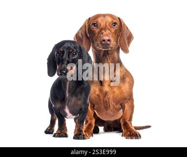 Zwei Dackel, einer schwarz und braun und der andere rot, sitzen zusammen vor weißem Hintergrund Stockfoto