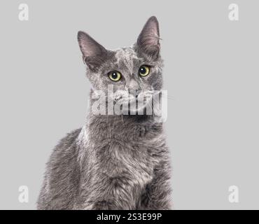 Studio-Porträt einer wunderschönen nebelung-Katze, die vor grauem Hintergrund sitzt Stockfoto