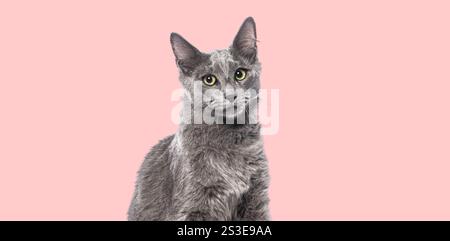Studio-Porträt eines niedlichen nebelung-Kätzchens, das auf rosa Hintergrund sitzt Stockfoto