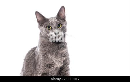 Kopfschuss eines bezaubernden 6 Monate alten Nebelung-Kätzchens gegen einen Weißen Stockfoto