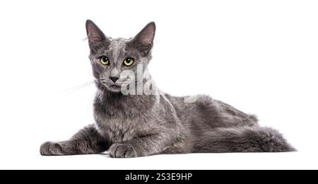 Sechs Monate alte Nebelung-Katze, die sich auf einem weißen Hintergrund liegend und ruht Stockfoto