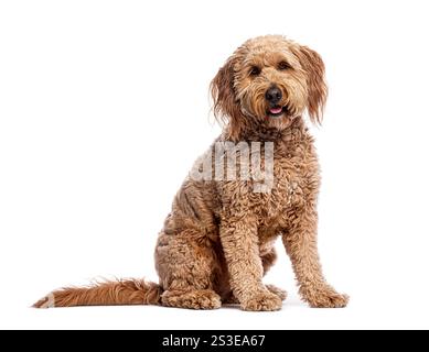 Niedliches Goldendoodle-Welpe sitzt auf weißem Hintergrund, hecht und blickt nach vorne Stockfoto