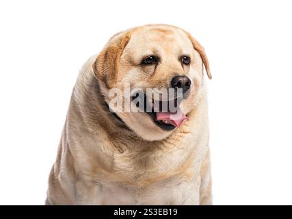 Kopffoto eines 4 Jahre alten Chubby labrador Retrievers, der mit der Zunge nach außen keucht, isoliert auf weißem Hintergrund Stockfoto
