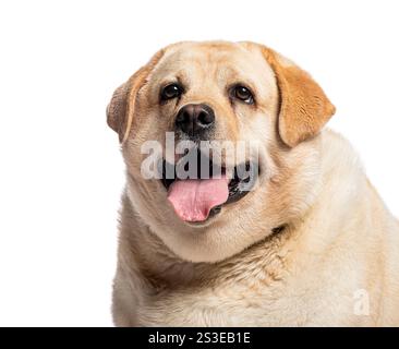 Kopfaufnahme eines fetten, vier Jahre alten labrador-Retrievers mit der Zunge heraus, isoliert auf weißem Hintergrund Stockfoto