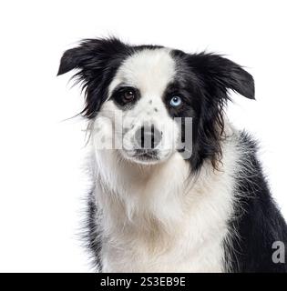 Border Collie Hund posiert in einem Atelier und zeigt seine Heterochromie mit unterschiedlich farbigen Augen und schwarzen Augen Stockfoto
