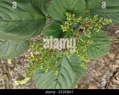 Westindische Holznessel (Laportea aestuans) Stockfoto
