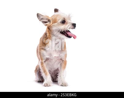 Kleiner Kreuzungshund, der keuchelt und sitzt, isoliert auf weißem Hintergrund Stockfoto