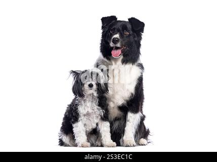 Border Collie und ein powderpuff chinesischer Haubenhund sitzen und keuchen auf weißem Hintergrund Stockfoto