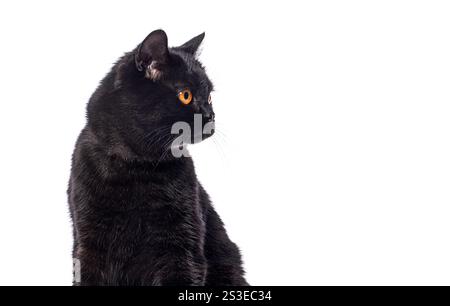 Neugierige schwarze britische Kurzhaarkatze mit intensiven orangen Augen, die auf weißem Hintergrund sitzen und wegschauen Stockfoto