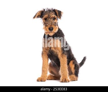 Entzückender airedale-Terrier-Welpe, der auf einem nahtlosen weißen Hintergrund sitzt und nach vorne blickt Stockfoto