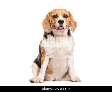 Der übergewichtige Beagle-Hund sitzt und hecht vor weißem Hintergrund Stockfoto