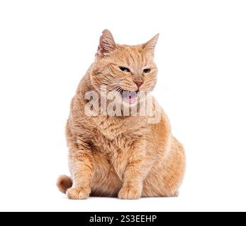 Alte Ginger-Kreuzungskatze sitzend und gähnend, ihre Zähne zeigen, isoliert auf weißem Hintergrund Stockfoto