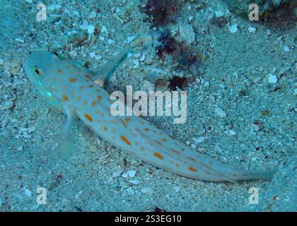 Goby (Valenciennea puellaris) Stockfoto
