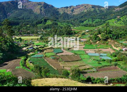 Dorf in Munnar, Kerala, Indien. Landwirtschaft in einem kleinen indischen Dorf. Stockfoto