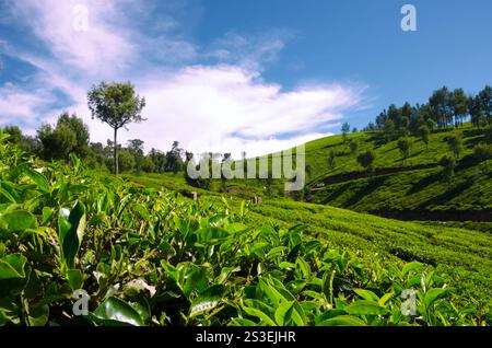 Teefeld in Munnar, Kerala, Indien. Wunderschöne Landschaft von Munnar mit weißen Wolken im Hintergrund. Stockfoto
