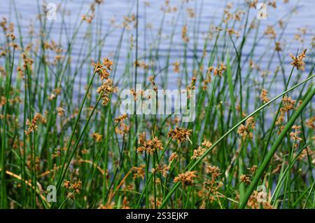 Blühendes Seeblatt Scirpus lacustris am Flussufer. Schenoplectus, Nahaufnahme der Seggenfamilie, Makro. Stockfoto