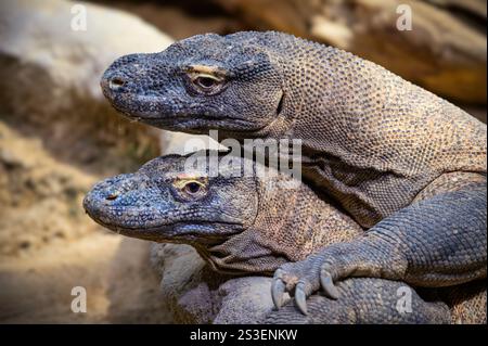 Nahaufnahme Porträt zweier Komodo-Drachen Stockfoto
