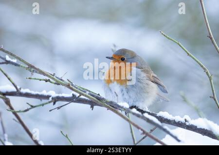 Robin im Winter in den Yorkshire Dales Stockfoto
