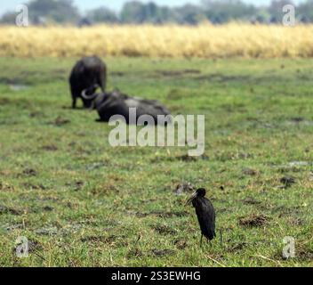 Afrikanischer Openbill Stork, schwarzer Vogel, der auf Gras im Chobe-Nationalpark in Botswana-Afrika sitzt. afrikanische Büffel im Ruhezustand verwischen Stockfoto