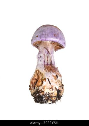 Gassy Webcap Cortinarius traganus auf weißem Hintergrund Stockfoto