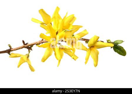 Gelbe Forsythia-Strauchblüten isoliert auf weißem Hintergrund Stockfoto