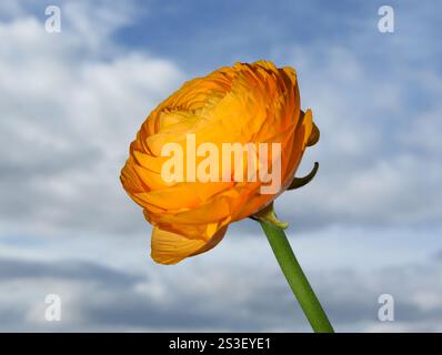 Nahaufnahme mit gelber Ranunkelblüte auf blauem Hintergrund Stockfoto