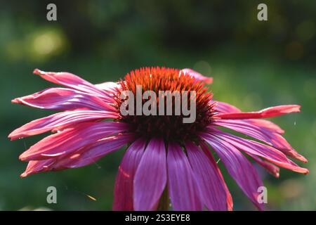 Nahaufnahme von Echinacea purpurea coneflower Stockfoto