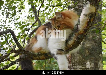 Nahaufnahme des Outdoor-Kletterbaums der sibirischen Langhaarkatze Stockfoto