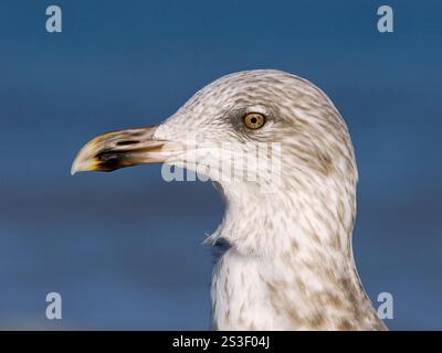 Heringsmöwe; Larus argentatus; Jugendvogelporträt Norfolk Stockfoto