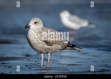 Heringsmöwe; Larus argentatus; Jungvogel steht im Winter Norfolk Februar am Strand Stockfoto