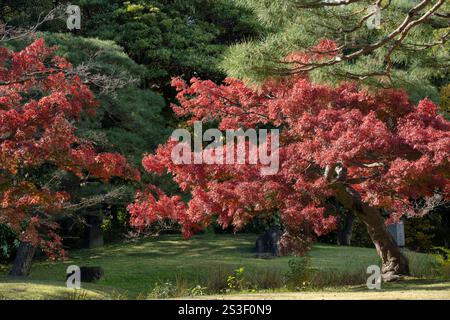 Herbstlaub in den Hamarikyu Gardens, Tokio, Japan. Der Hamarikyu Garden befindet sich im Zentrum von Tokio, an der Bucht von Tokio, im Bezirk Shiodome. Stockfoto