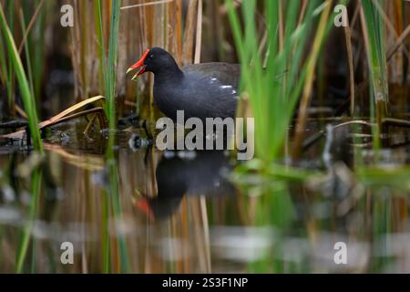 Gallenfütterung in einem Sumpfgebiet im Aransas National Wildlife Refuge, Texas Stockfoto