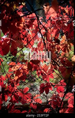 Rote Blätter von wilden Trauben auf dem Hintergrund eines Zauns im Herbst Stockfoto