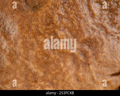 Oberflächenstruktur der Broun Pilzkappe im Detail Stockfoto