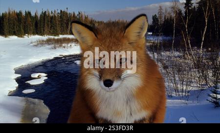 Der Rotfuchs (Vulpes vulpes) ist der größte der wahren Füchse und eines der am weitesten verbreiteten Mitglieder des Ordens Carnivora Stockfoto