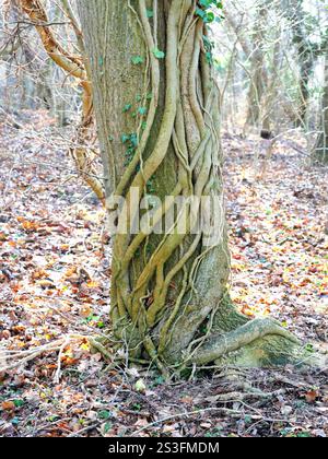 Ivy Kletterpflanze kämpft um den Baumstamm. Sie bietet Lebensraum und Nahrung für Tierarten wie Vögel, Insekten und Kleinsäuger. Stockfoto
