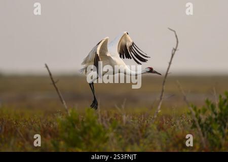 Keuchkran im Flug im Aransas National Wildlife Refuge, Texas. Der Keuchkran ist eine vom Aussterben bedrohte Spezies. Stockfoto