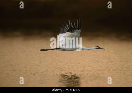 Keuchkran im Flug im Aransas National Wildlife Refuge, Texas. Der Keuchkran ist eine vom Aussterben bedrohte Spezies. Stockfoto
