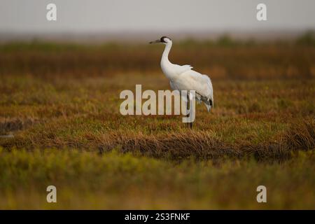 Winterender Keuchkran im Aransas National Wildlife Refuge, Texas. Der Keuchkran ist eine vom Aussterben bedrohte Spezies. Stockfoto