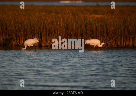 Überwinterende männliche und weibliche Keucherkraniche füttern im Aransas National Wildlife Refuge, Texas. Der Keuchkran ist eine vom Aussterben bedrohte Spezies. Stockfoto