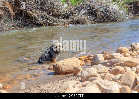 Brauner und schwarzer, schmutziger Hund, der in einem Fluss sitzt, Kapstadt, Südafrika Stockfoto