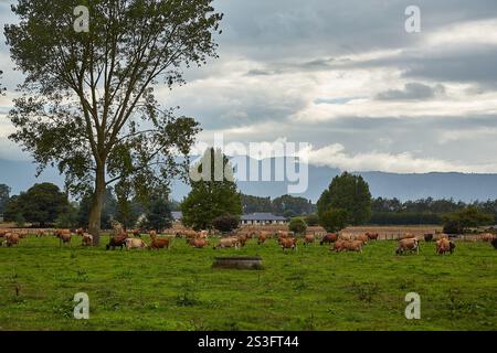Viehzucht auf einem neuseeländischen Feld Stockfoto