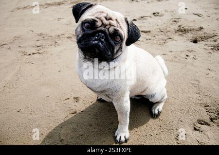 Niedlicher Mops-Hund, der am Sandstrand sitzt und in die Kamera schaut, Haustier läuft Stockfoto