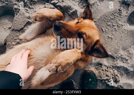 Niedlicher flauschiger Husky-Hund, der draußen läuft und am Sandstrand liegt Stockfoto