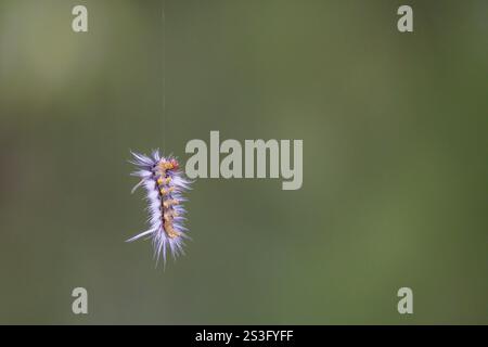 mottenraupe (Halysidota ruscheweyhi) hängt an ihrer Seide. Stockfoto