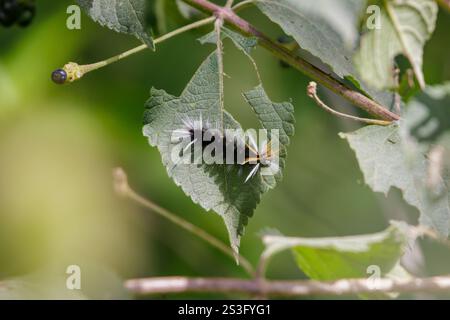 mottenraupe (Halysidota ruscheweyhi) isst ein Baumblatt. Stockfoto